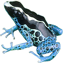 Powder Blue Dart Frog